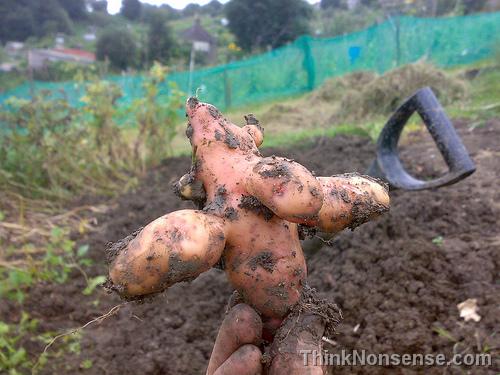Sweet Potato digging