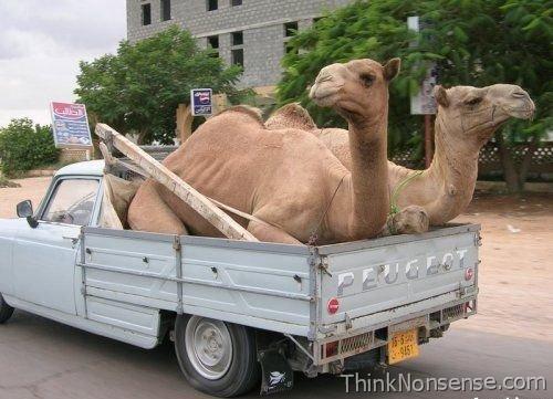 Talking Picture Camel Car