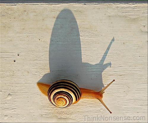 Snail thinks nonsense