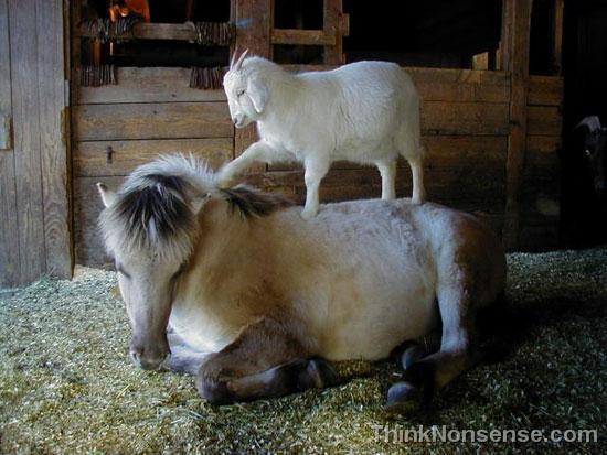 Goat helping Horse