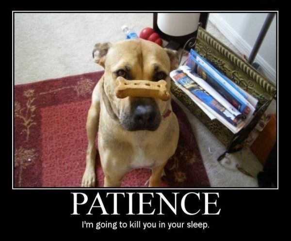 dogpatience