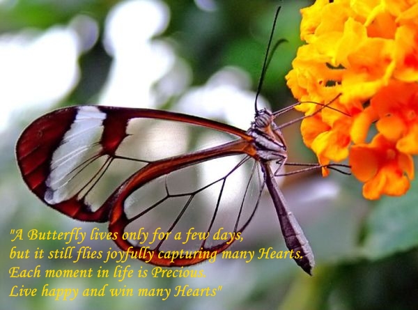 live like butterfly 